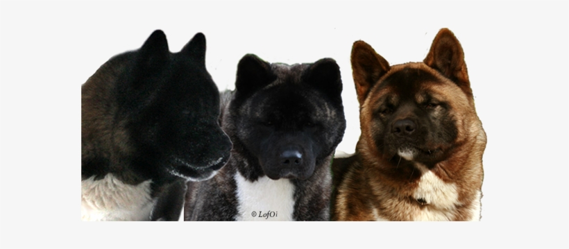 Heads American Akitas Own Breeding - American Akita World Champion, transparent png