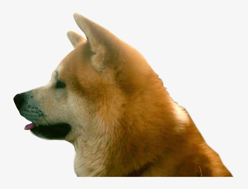 Interested Register For The Next Litter - Akita, transparent png