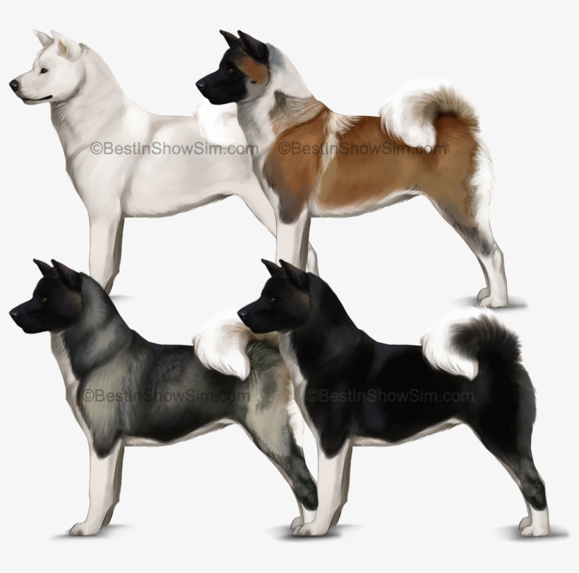Bis- American Akita By Kique7 - American Akita Coat Colors, transparent png