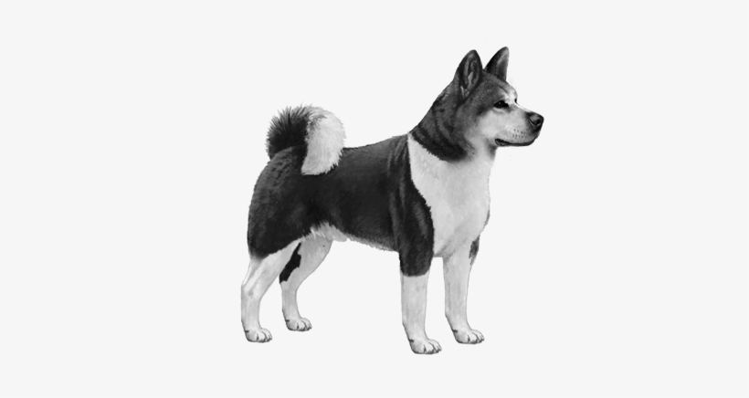 Akita - B&w - Akita, transparent png