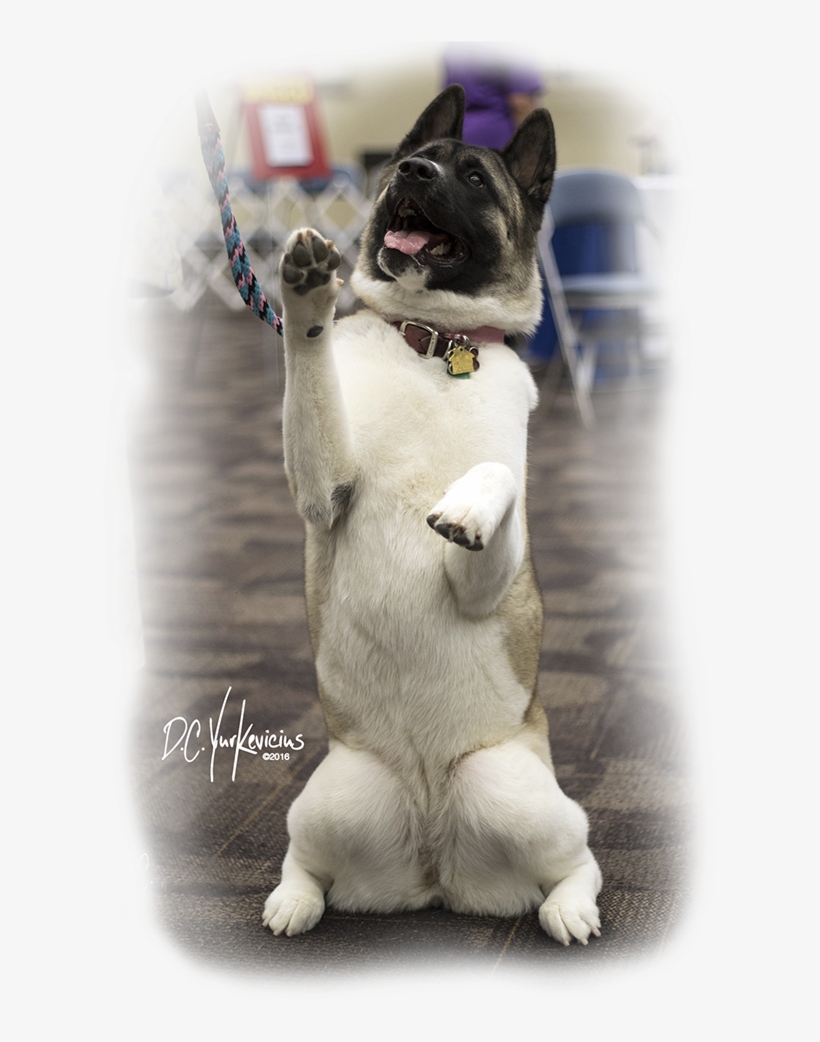 French Bulldog, transparent png