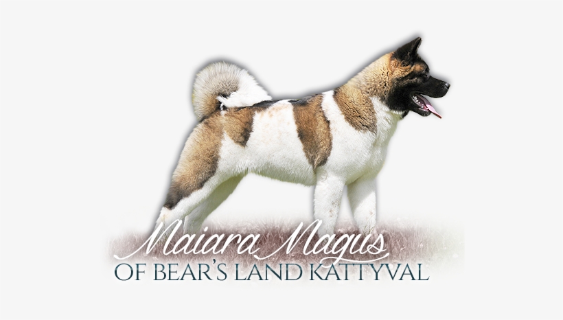 American Akita Banzai From Moule's Garden American - Vaiden, transparent png