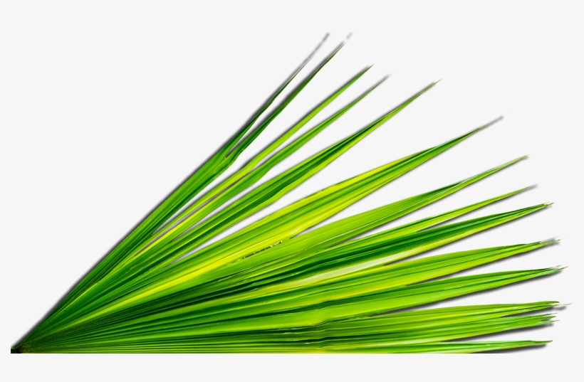 Original Size Is 800 × 456 Pixels - Palm Leaf Png, transparent png