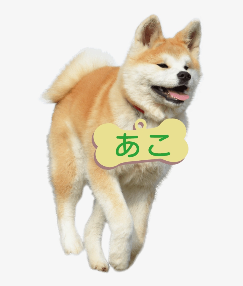 The  Details Are This - Akita Inu, transparent png