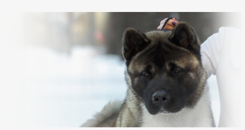 American Akita Kennel "redient" » ♂ Ch Belyi Uragan - Eurasier, transparent png