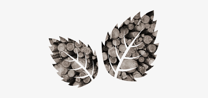 Still Life Photography, transparent png