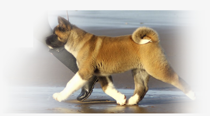 Shiba Inu, transparent png