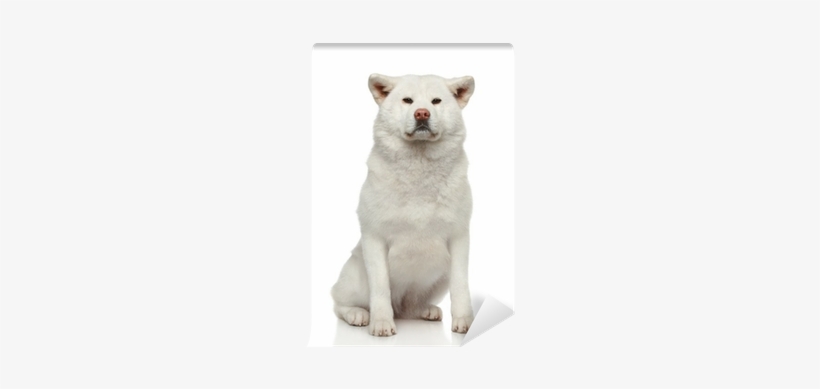 Akita Inu Dog On White Background Wall Mural • Pixers® - Dog, transparent png