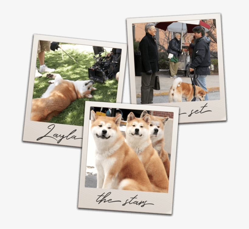 Hachi Animal Stars - Vicki Shigekuni Wong, transparent png