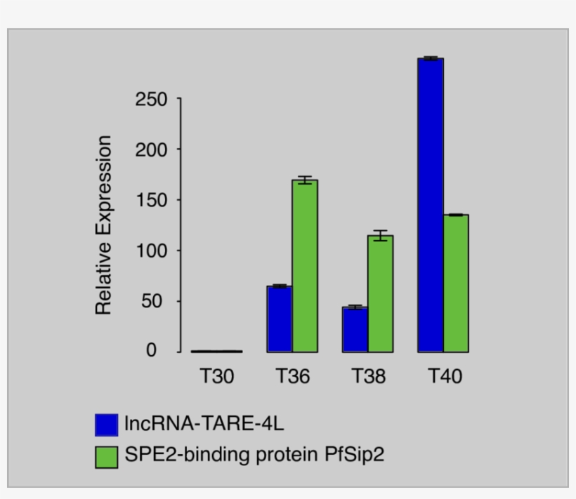 Qrt Pcr Amplification Of Lncrna Tare 4l And The Spe2 - Pardis Sabeti, transparent png