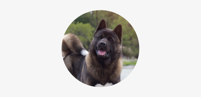 Malcolm The Akita - Akita, transparent png