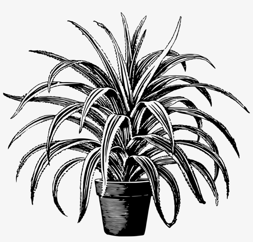 Potted Plant - Potted Flowers Black And White, transparent png