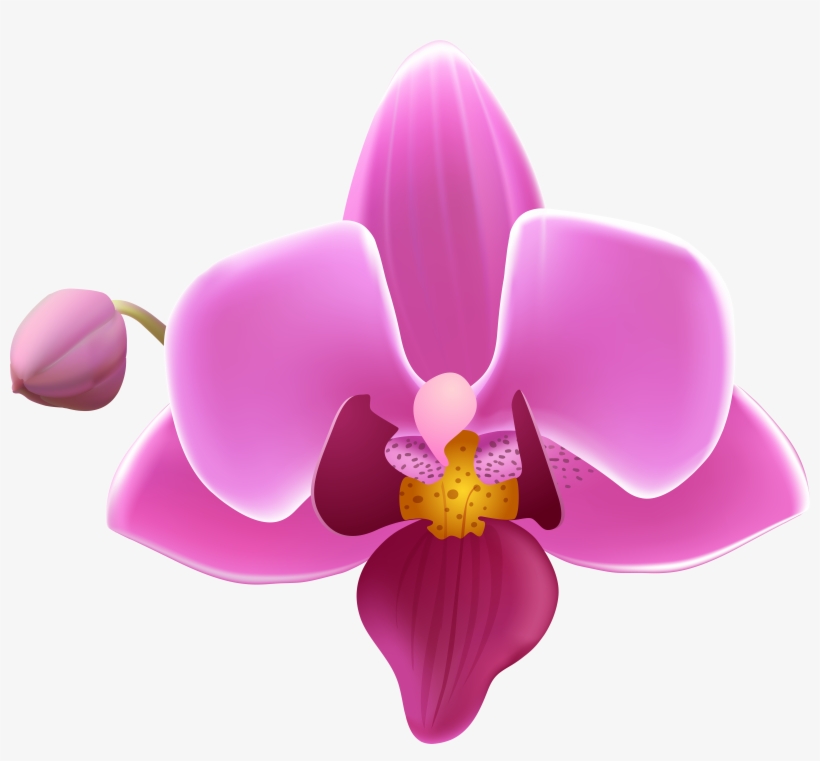 Orchid Flower Png, transparent png