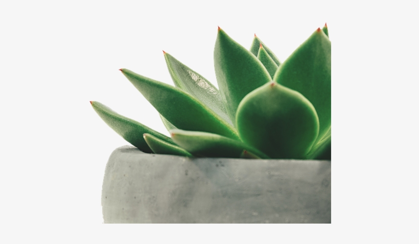 Plant, Juicy, Potted Plant - Succulents Gardening Journal [book], transparent png