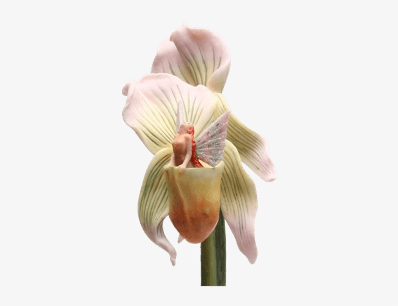Lady Slipper Orchid Stem Flitty Fairy Flower - Stem Flitty - Lady Slipper Orchid By Sheila Wolk, transparent png