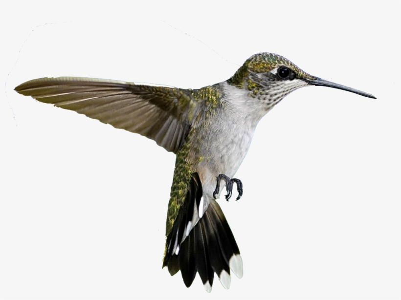 Nothing Left Out Of Sight - Colibrì Png, transparent png