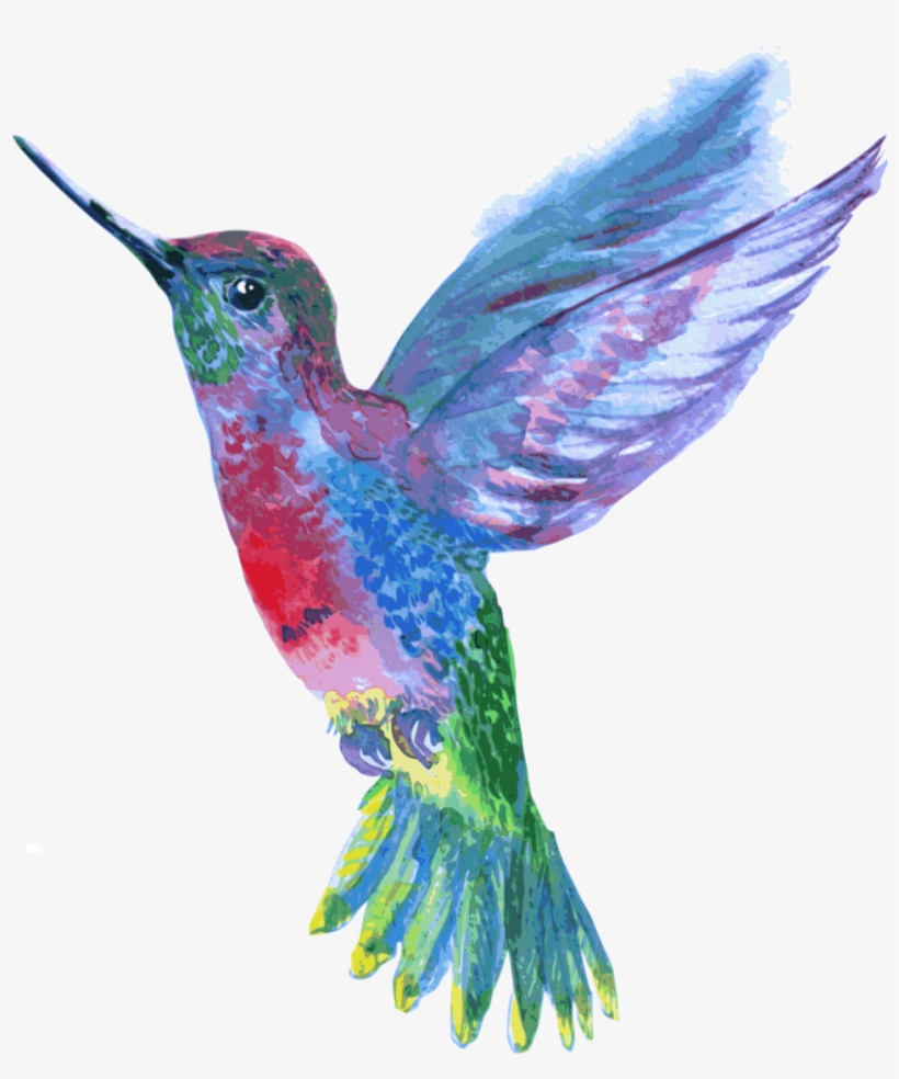 Hummingbird Drawing, transparent png