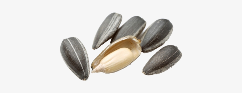 Sunflower Seeds Has Great Demand In Foreign Markets - Sunflower Seed Png, transparent png