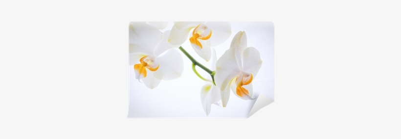 Moth Orchid, transparent png
