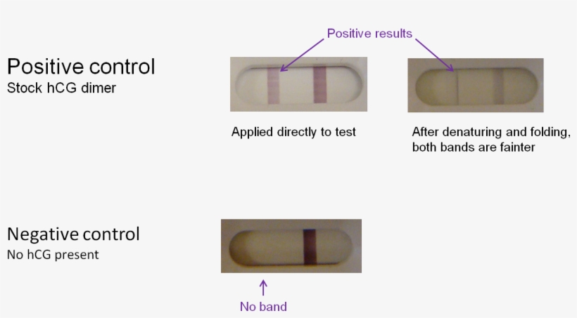 We Can Therefore Expect A Positive Test Result Using - Diagram, transparent png
