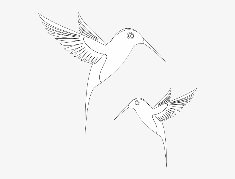 Colibri Birds Black White Line Art Coloring Book Colouring - Coloring Book, transparent png