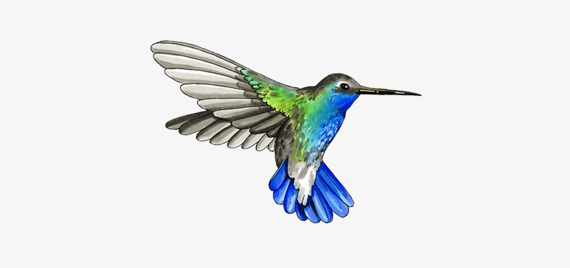My Dad Roberto Started Our Coffee Growing Tradition - Rufous Hummingbird, transparent png