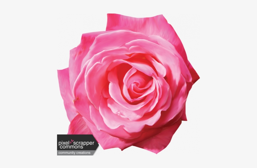 Painted Pink Rose - Digital Scrapbooking, transparent png