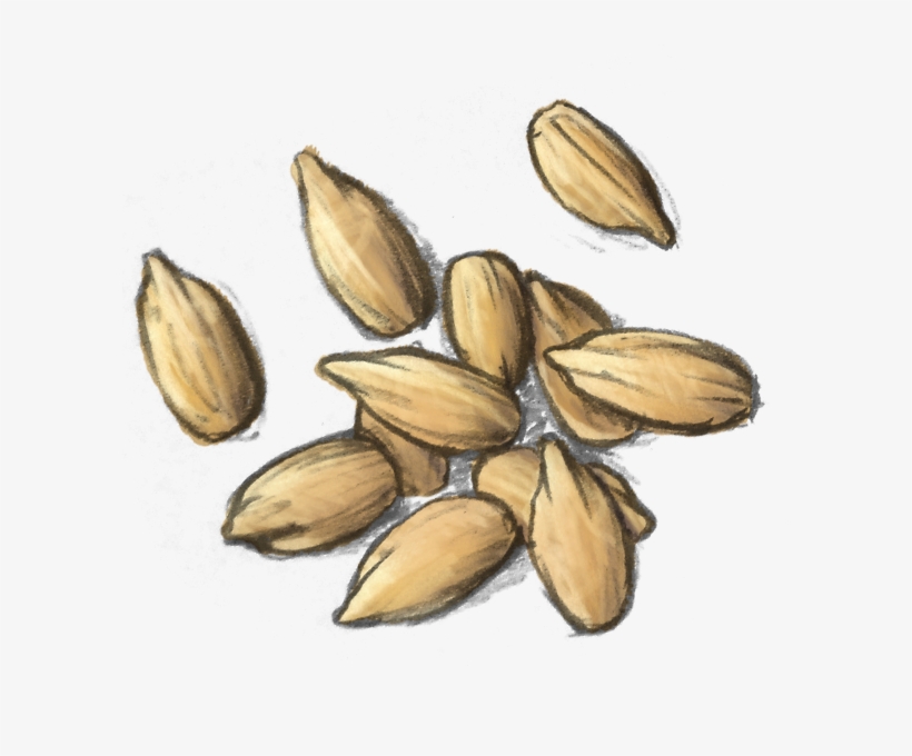 Sunflower Seed Kernels - Iris, transparent png