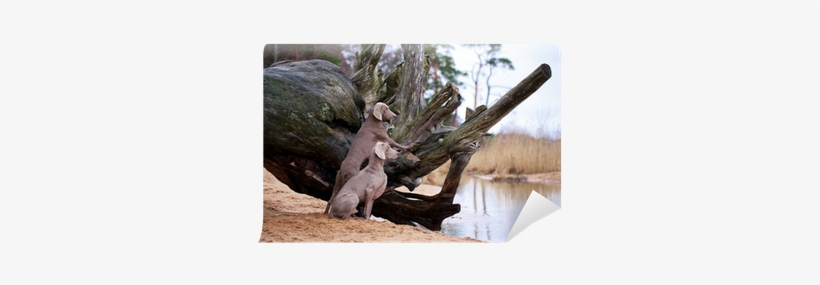 Dog, transparent png