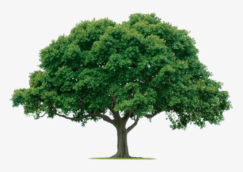 Ojai Trees - Pokonaj Depresję, Stres I Lęk: Czyli Terapia Poznawczo-behawioralna, transparent png