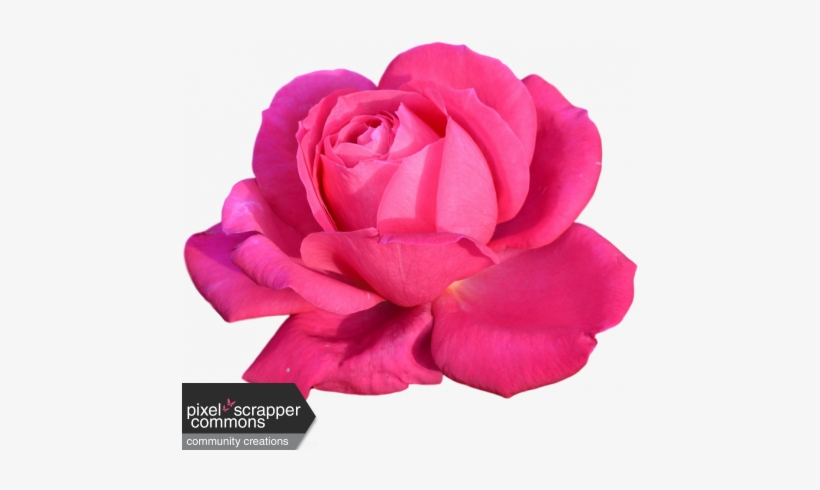 Pink Rose - Geburtstagskarte Jahreszahl B6 Mit Umschlag, 85, transparent png