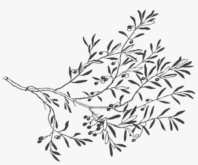 Drawn Leaf Free Vector - Olive Branch Drawing, transparent png
