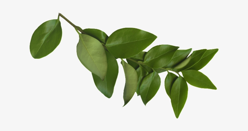 Afbeeldingsresultaat Voor Png Branch - Sergio Ramos, transparent png