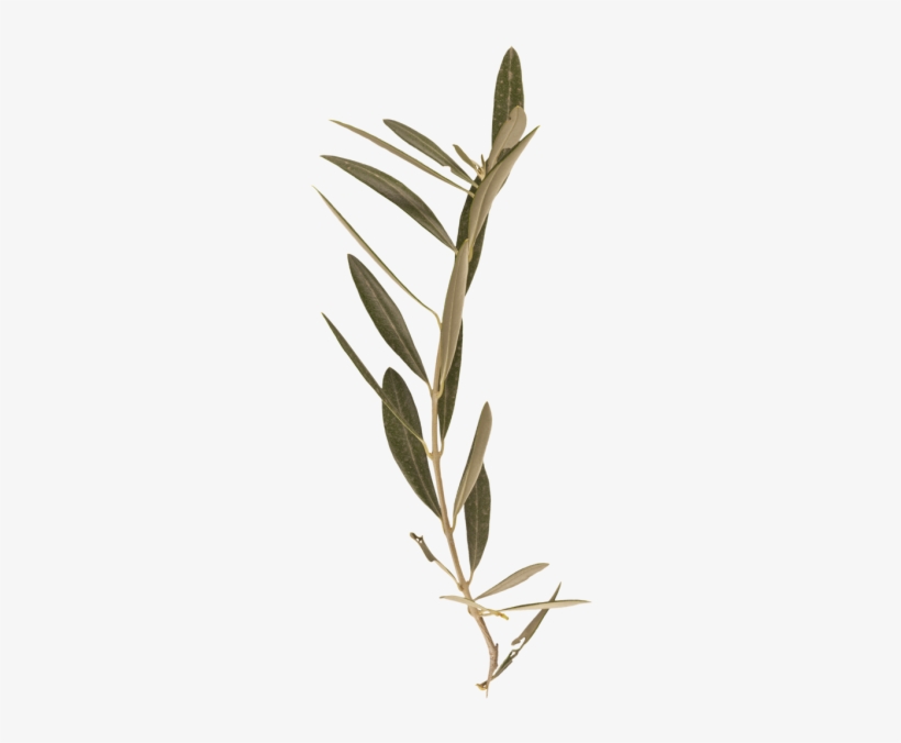 Bay Laurel, transparent png