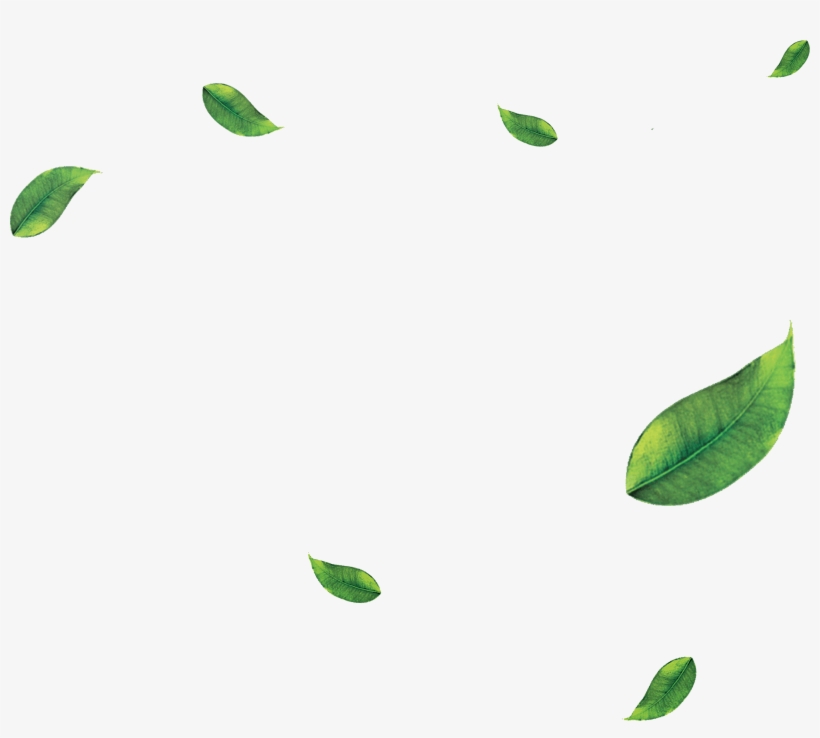 Nooncha Milk Tea - Erythroxylaceae, transparent png