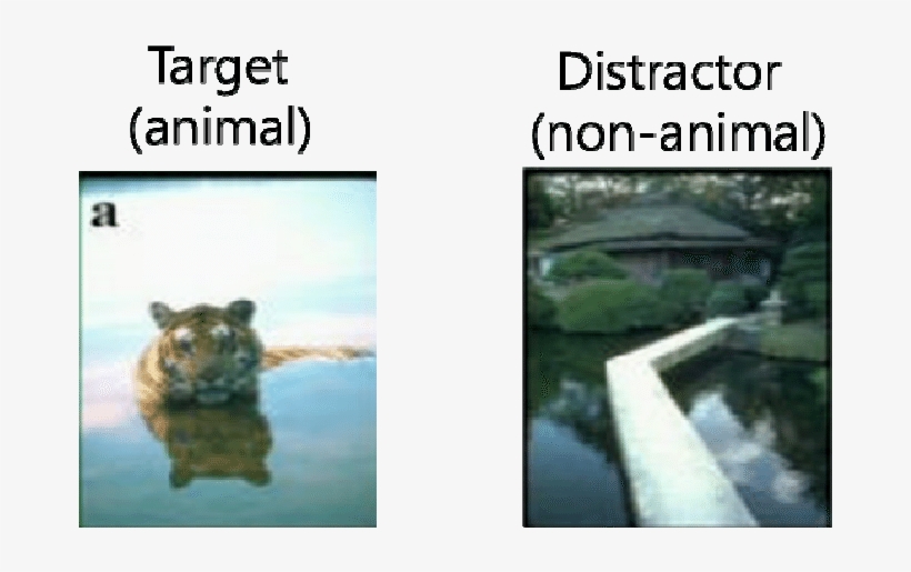 Example Of Target And Distractor (non-animal) Images - Art Of Shapeshifting, transparent png