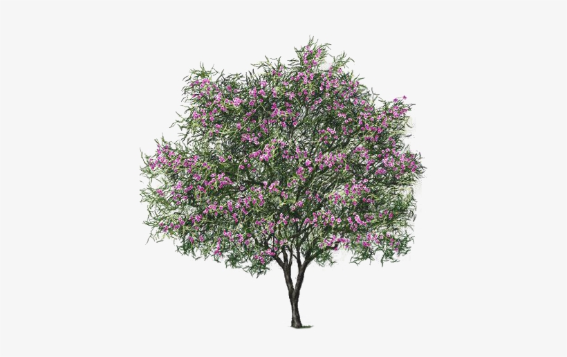 Desert Willow - Desert Willow Bubba, transparent png