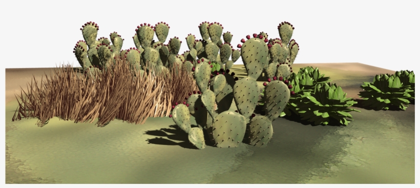 Some Desert Plants - Eastern Prickly Pear, transparent png