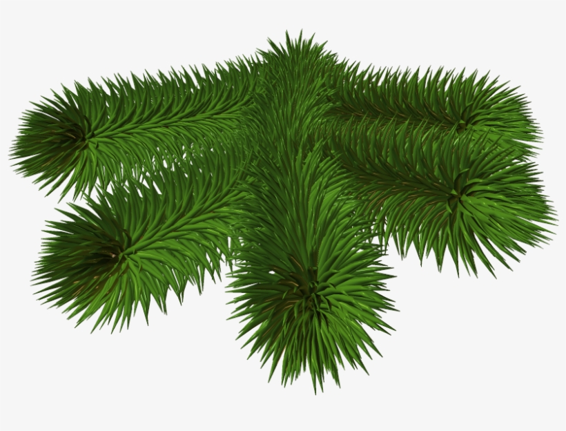 Pine Branch Transparent, transparent png