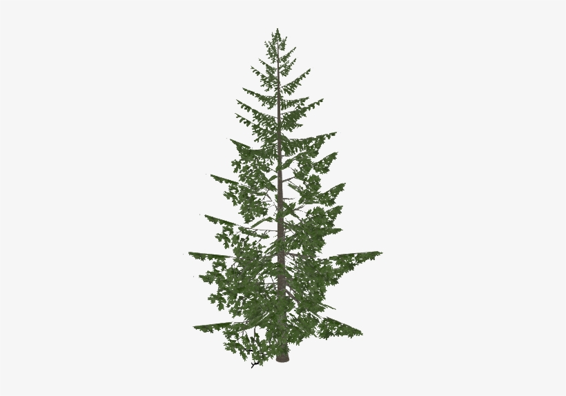 Fraser Fir - Thujopsis, transparent png