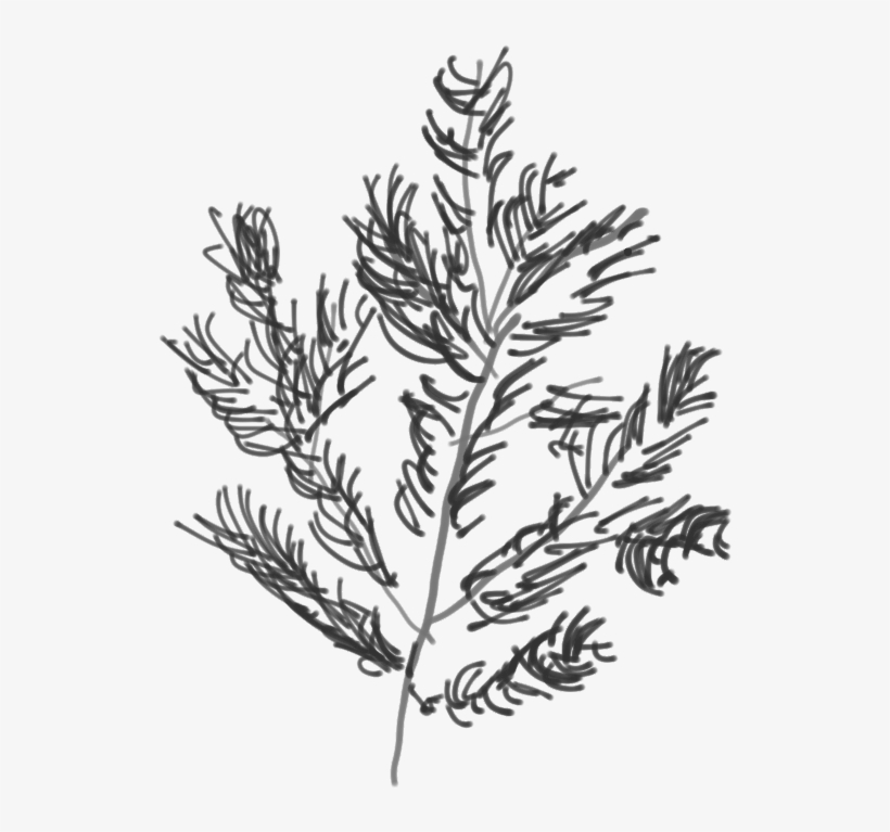 Douglass Fir Branch - Lavandula Dentata, transparent png
