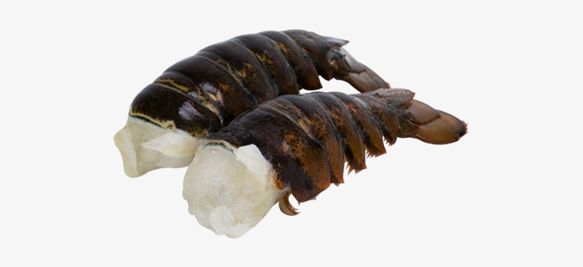 Caridean Shrimp, transparent png