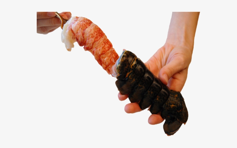 Brazil Lobster Tail - Frozen Maine Lobster Tails - In The Shell - 5 Pounds, transparent png