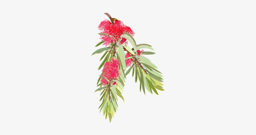 Who We Are - Australian Native Flowers, transparent png