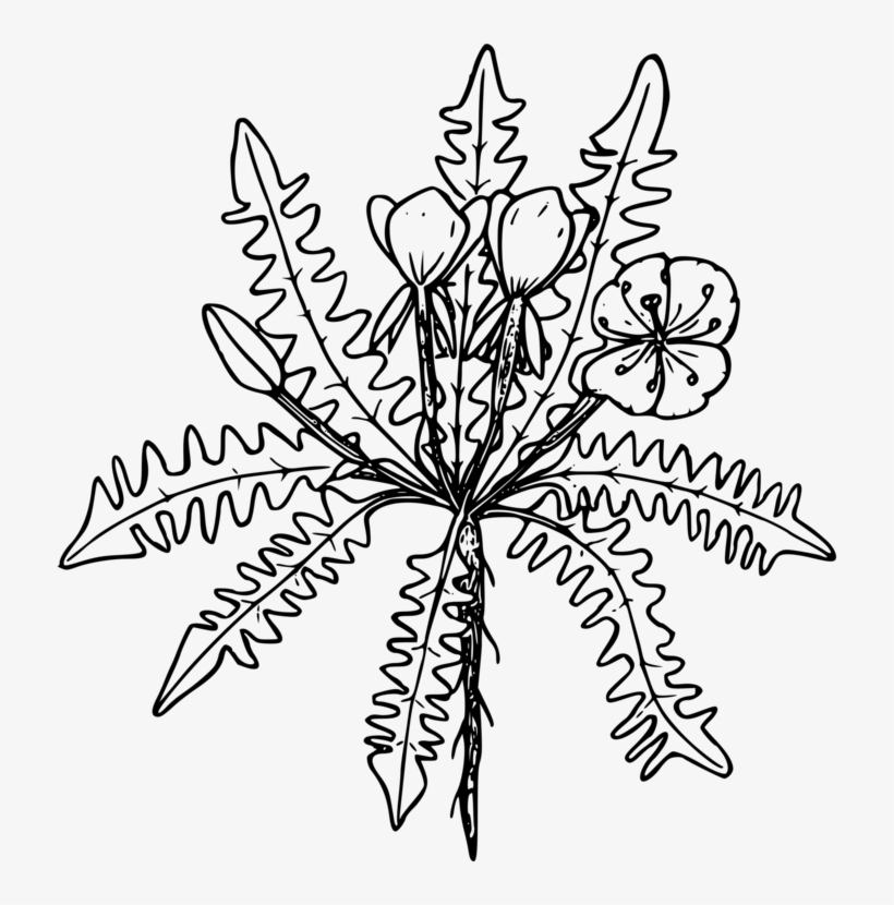 Common Evening-primrose Oil Capsule Stemless Evening - Common Evening-primrose, transparent png
