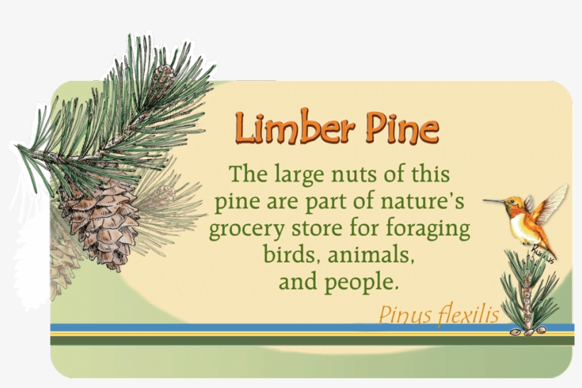 Image Of Plant Id Panel - Pond Pine, transparent png