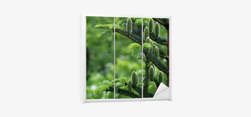Wishing Plant, transparent png