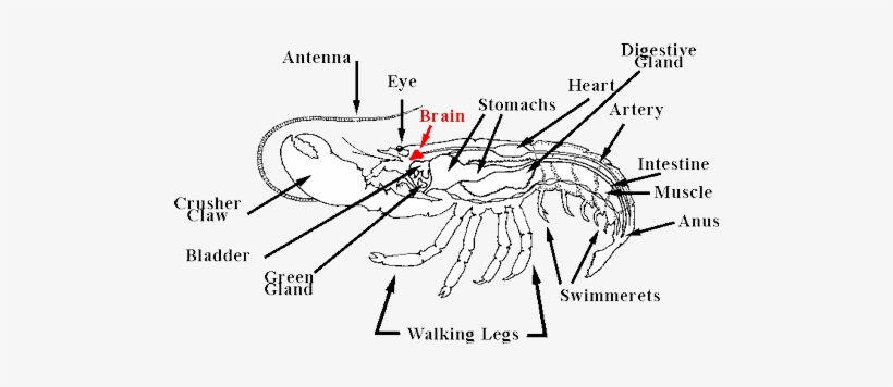 Brain Of A Lobster, transparent png