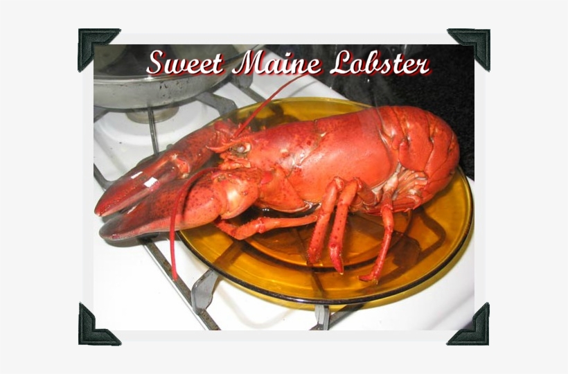 Sweet Maine Lobster - Cooked Lobster, transparent png