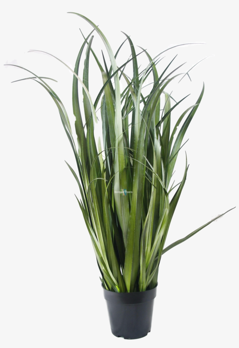 Fake Dense Grass Plant - Künstliches Schilfgras, transparent png
